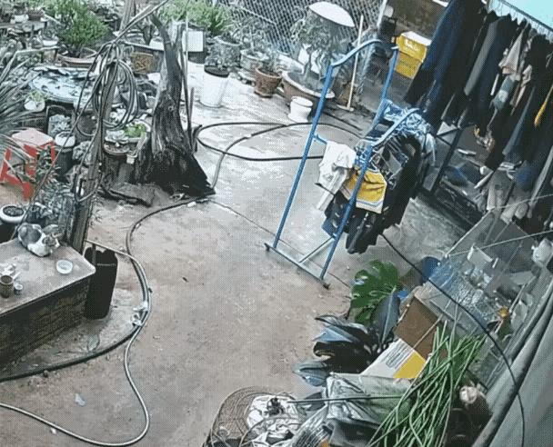 这剧情反转得太离谱了！一只鹦鹉不知咋的从鸟笼里逃了出来，正巧被一只狸花猫瞧见。眼