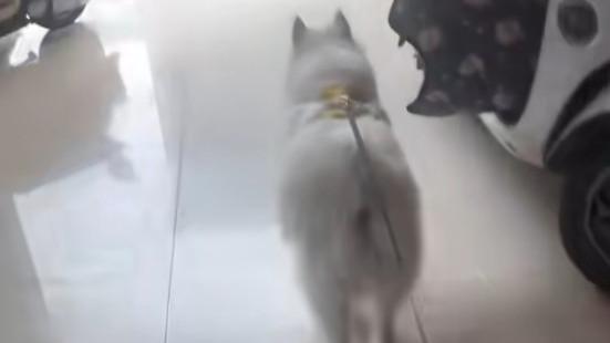 女子遛狗不牵绳致狗打架，还殴打对方让其道歉，调解后竟上门威胁