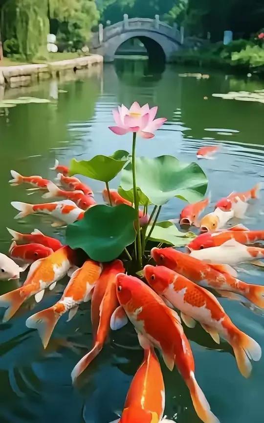 锦鲤戏莲
好运常来