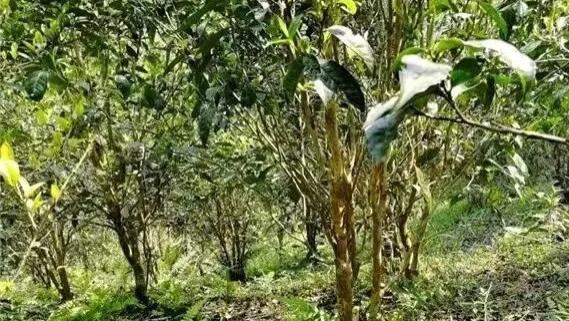 爱伲人的烘烤茶