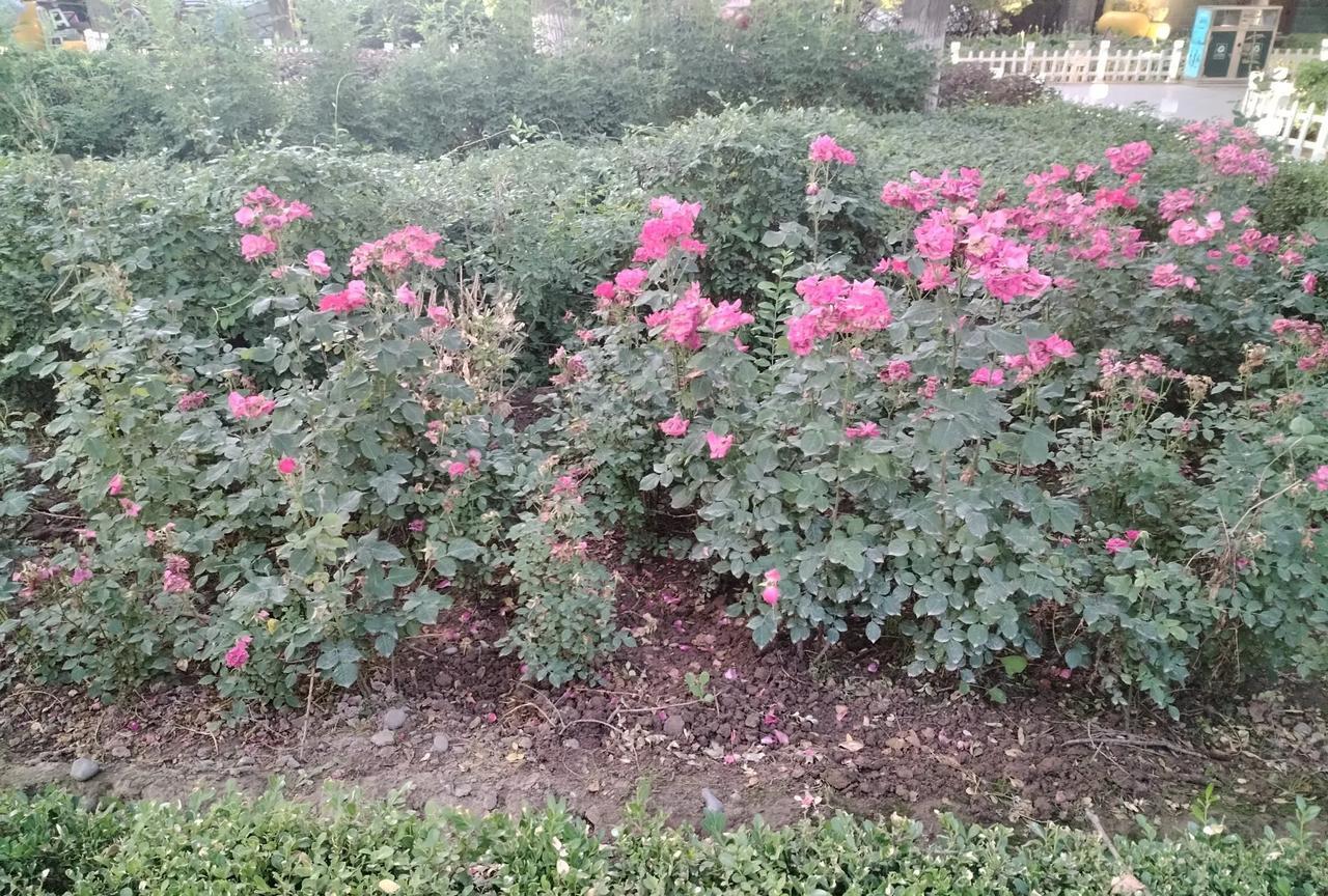 很多人年过五十之后，都会有些感慨，有些明悟。看看同龄人：有离异的，有儿女双全的，