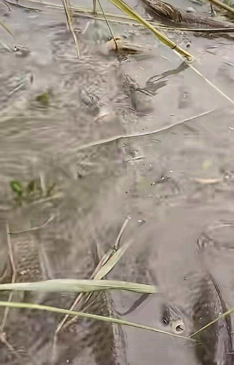 #随手拍鱼#大雨前贾鲁河的鱼都漂浮上来了…