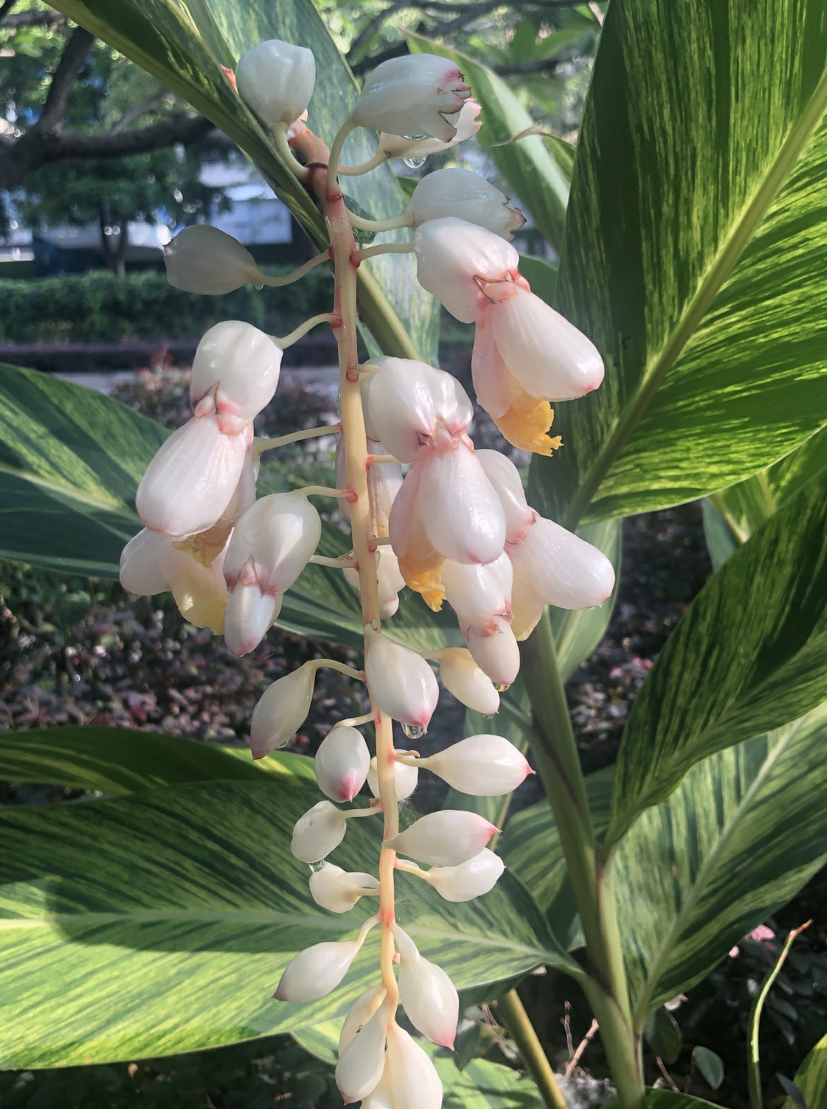 猜猜这是什么植物？