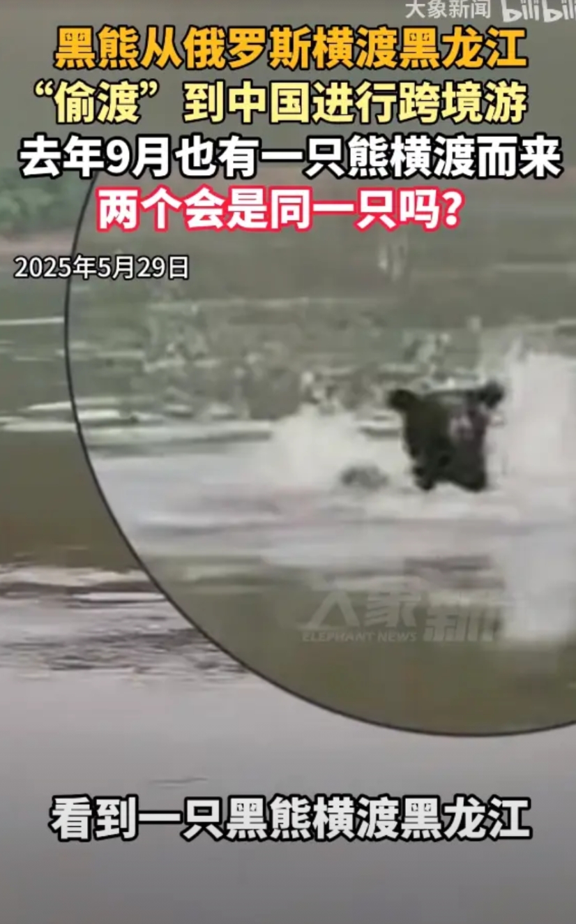 “这头黑熊火了，外表虽黑，内部却有一颗闪烁的红心！”5月29日，黑龙江省鹤岗市有