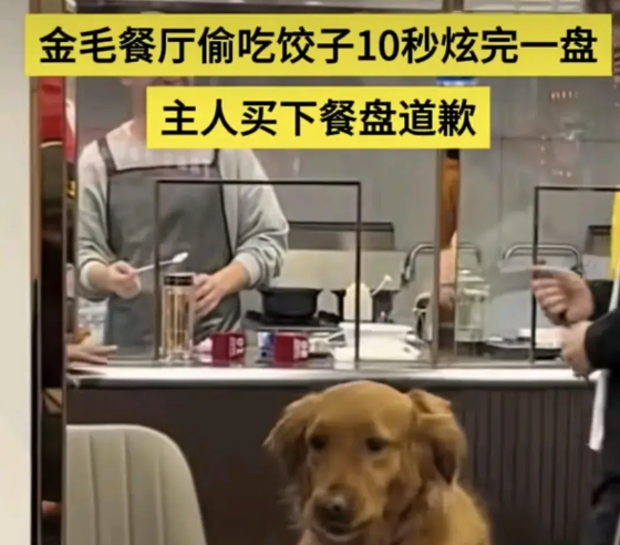 国家应该出台法律法规，严禁宠物狗之类的动物出入餐厅，餐厅经营者必须拒绝携带宠物者