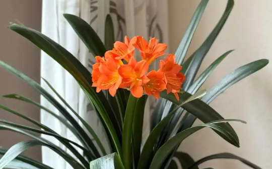 普通人真不建议养君子兰，它的几大缺点大部分人都无法接受，简直像个祖宗…