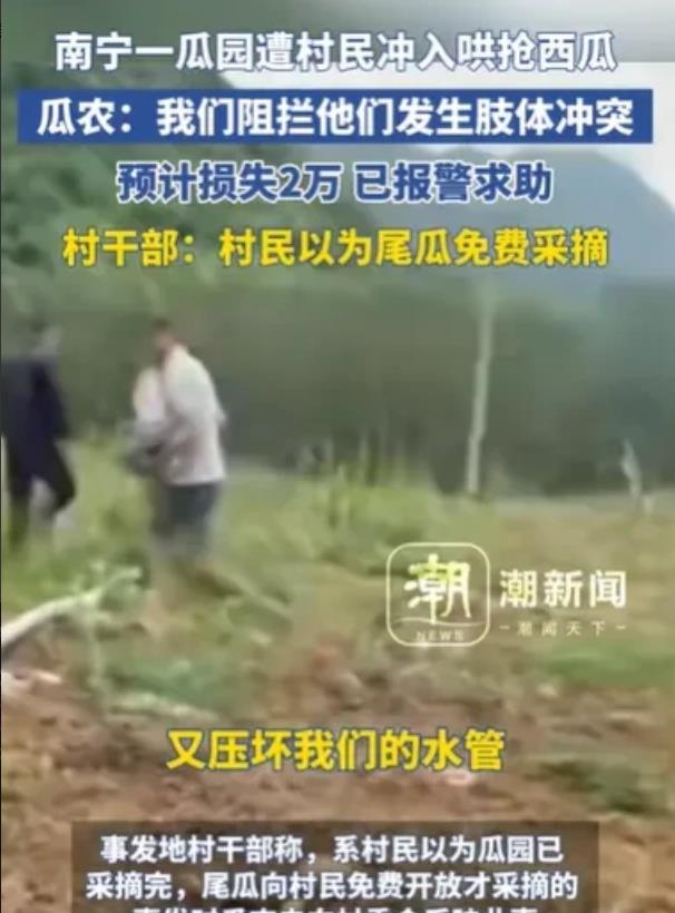 6月9日，广西，男子承包了280亩地种西瓜，地上西瓜，硕果累累，又大又圆，男子摘