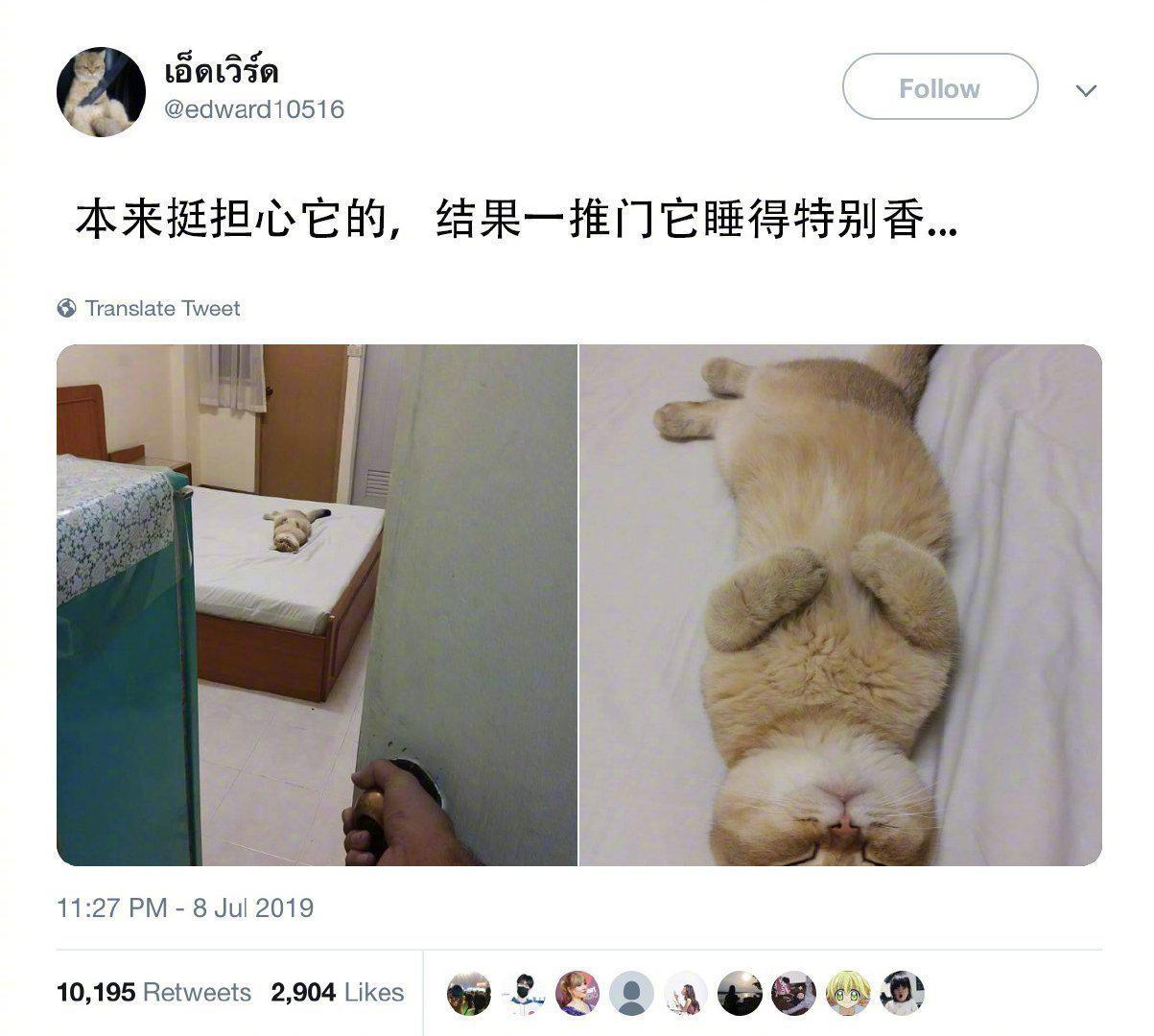 猫：我过得很好，你走吧！