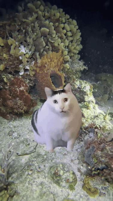 章鱼把海鳗骗得找不着北
