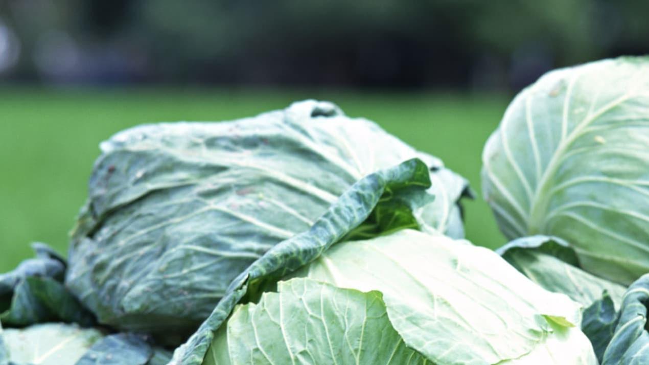 15天油菜花儿艳，温差控制，重庆油区，油菜观赏旅游
