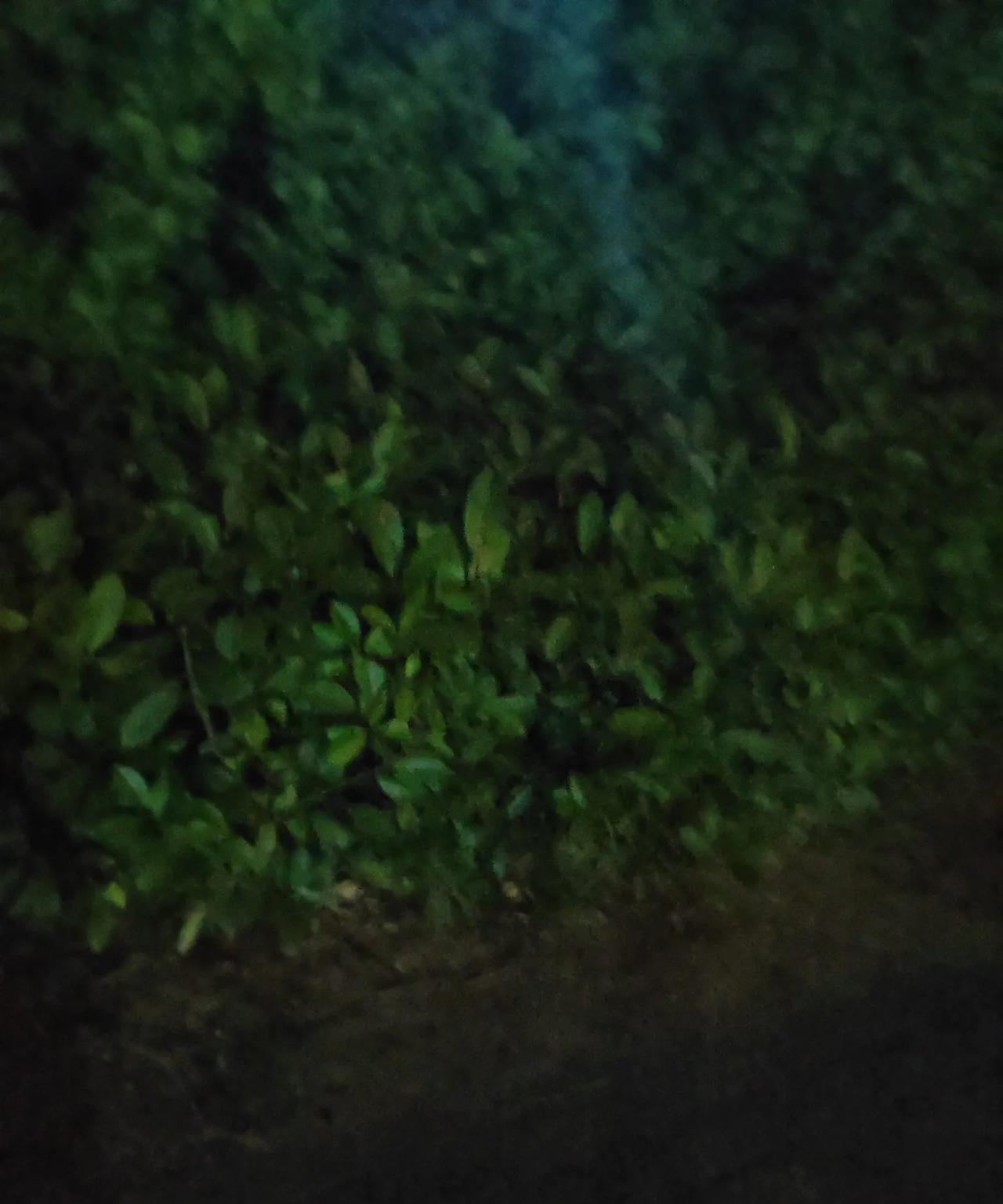 周末带孩子在楼下玩，治疗了我的焦虑症。院里小花园很好，可以来回踱步，孩子玩着，我