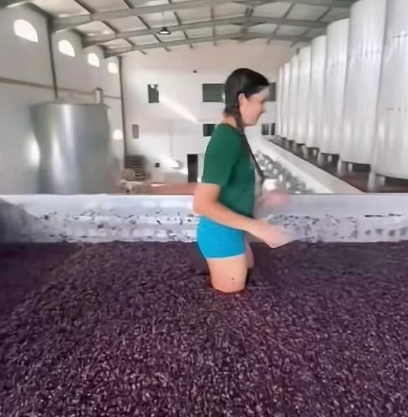 你永远不知道葡萄酒是怎么制作出来的！
