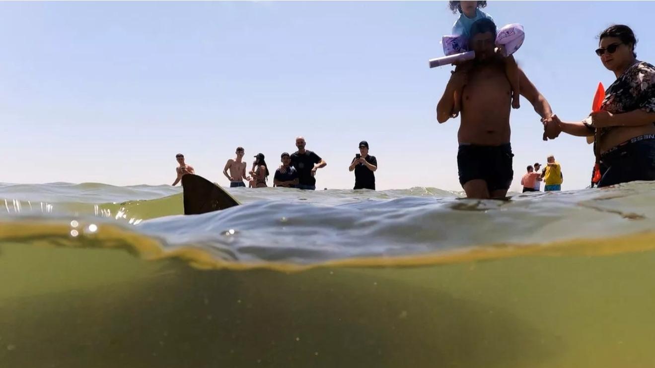 游客在以色列网红海滩和鲨鱼嬉戏，直到鲜血染红了海水