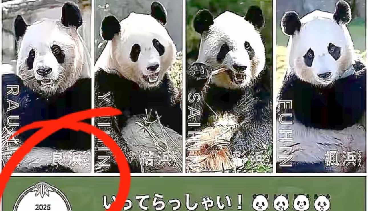 日本要把大熊猫送回中国了











这简直是个晴天霹雳！日本突然宣布