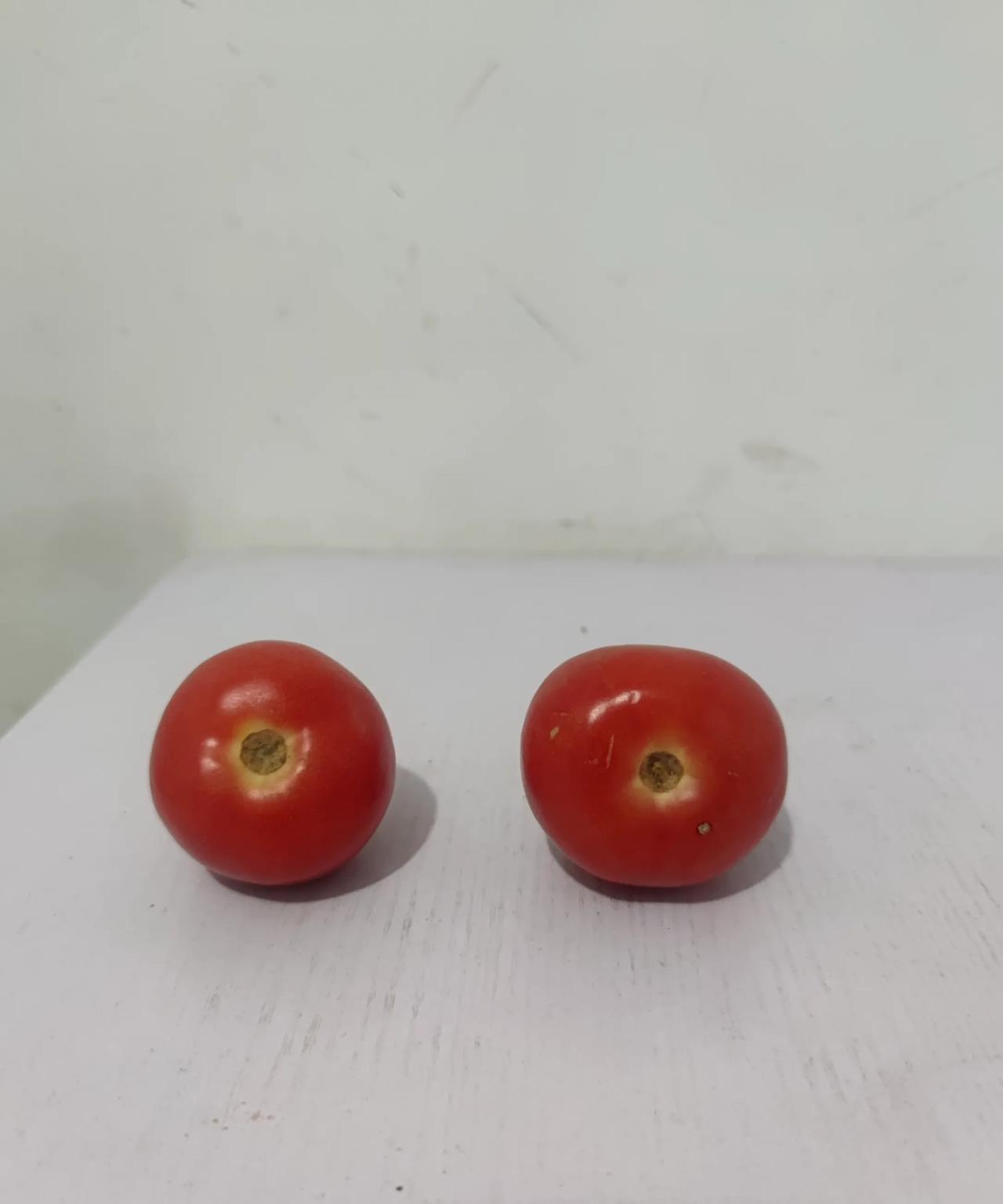 请以鲁迅先生的口吻描述一下放不坏的西红柿。
我大抵上是病了。
眼睛有些模糊，嗅觉