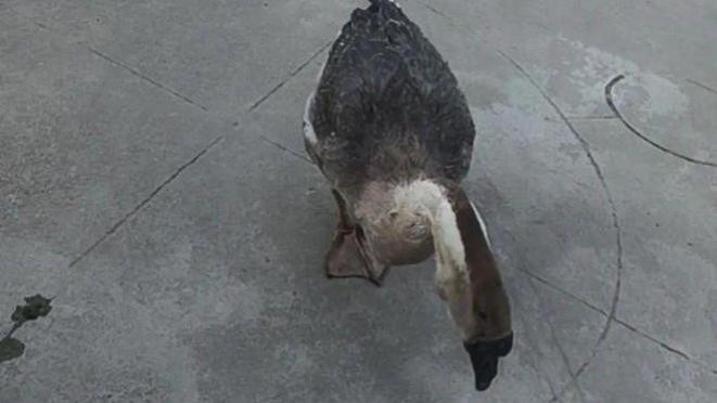 家养6年的大鹅从未下蛋，主人决定宰了做菜，举刀那刻它哭了！