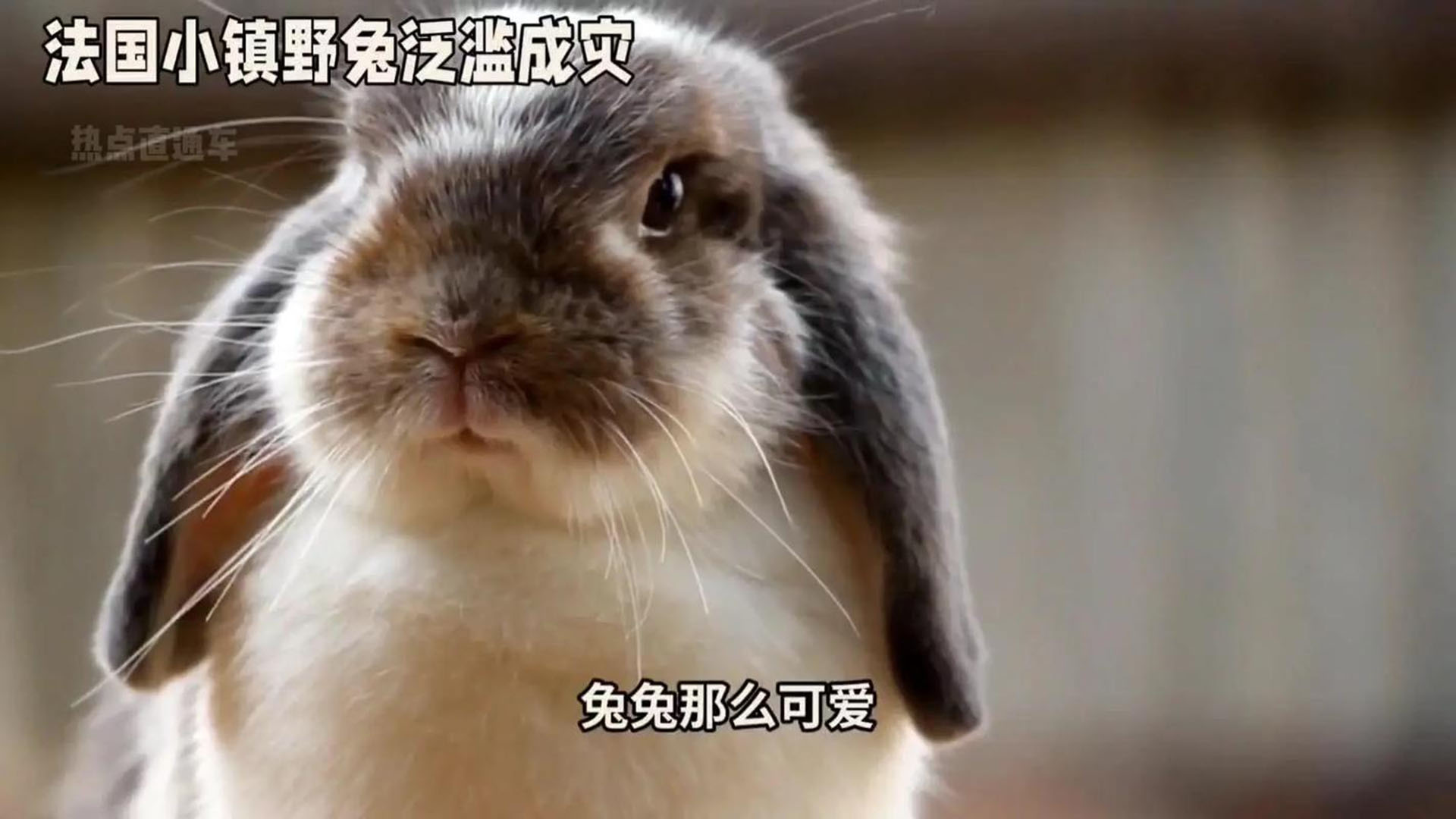 法国野兔成灾：千万野兔啃食葡萄园如同蝗虫过境，为何无人敢吃？为何罪魁祸首指向70多年前的一法国医生？