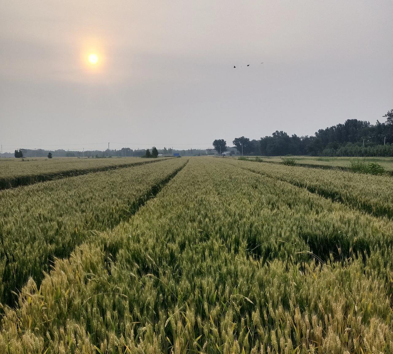 今天起床晚了
早晨起床就去看风景了
浅夏的季节
最美的风景在田野里
在菜园里
在