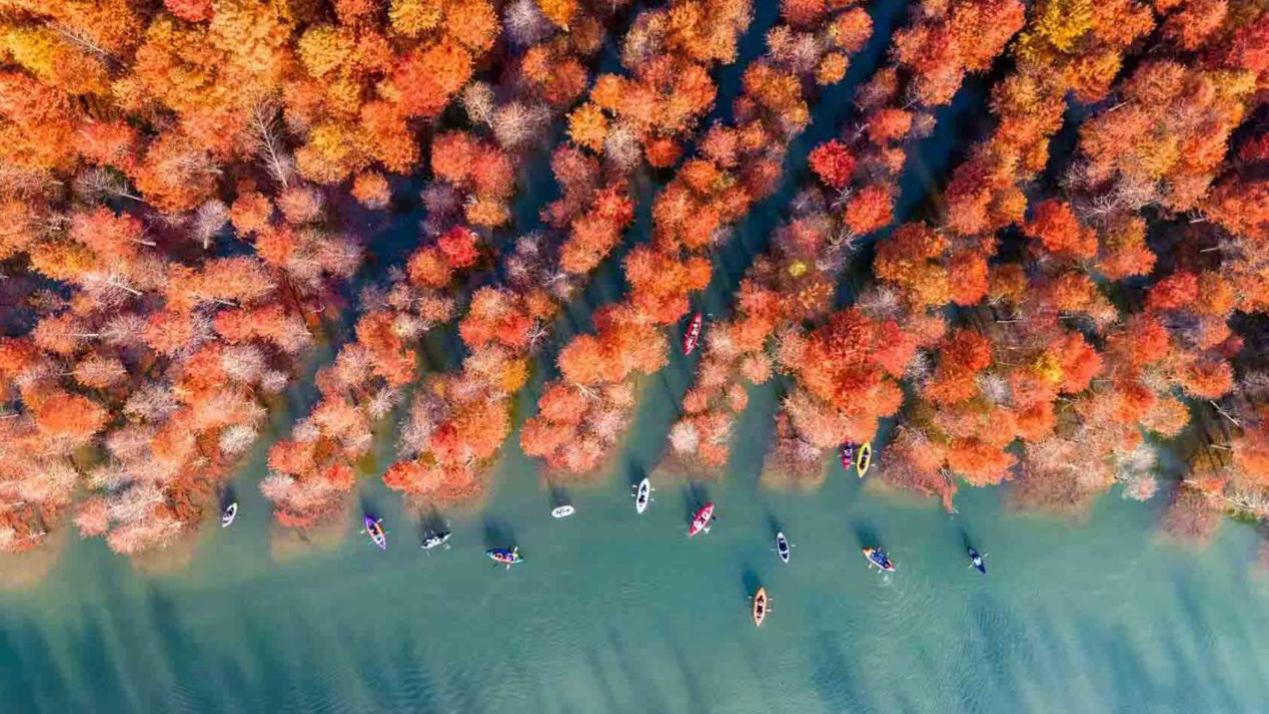 初冬，去画里划船：MRS背包船追光落羽红杉林