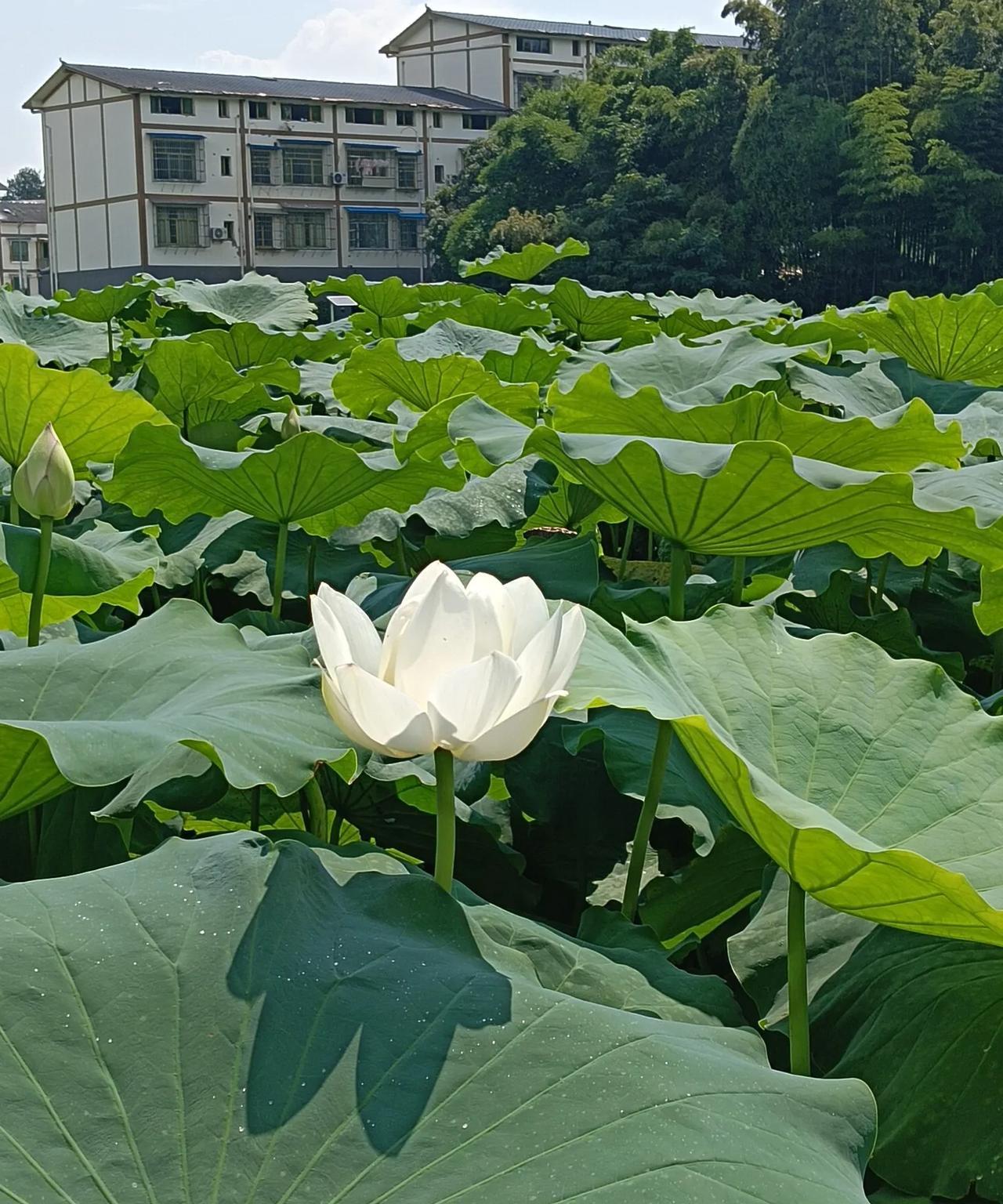 编故事是最难的
编到最后把自己编死了
漏洞百出
拆东墙补西墙
最终呢谎言暴露人设