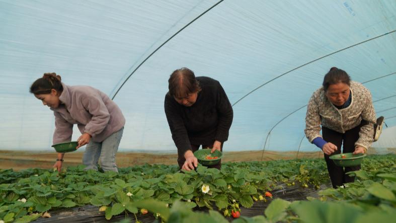 “潼”瞰“十四五”丨大棚冬日暖 草莓采摘忙