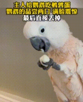 这是什么现象？鹦鹉替主人剥鹌鹑蛋