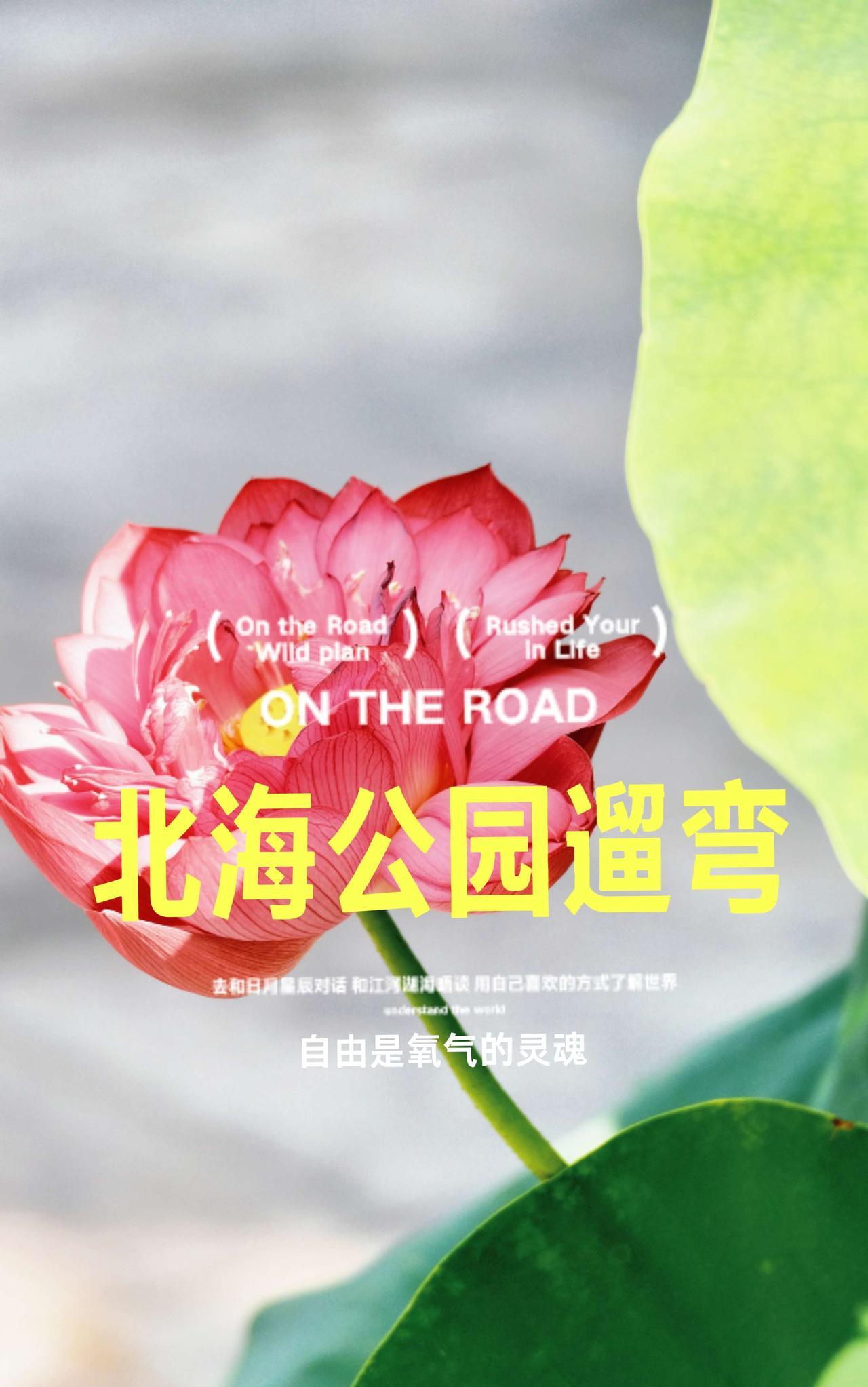 南山南好写，北海北好玩。#北海公园 #夏天 #北京周末
