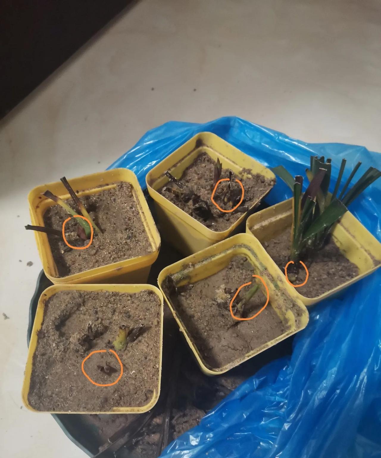 被我养死的兰花重新有了生机。
我的几棵兰草被我养的已经没有叶子了。兰友们指导我捂