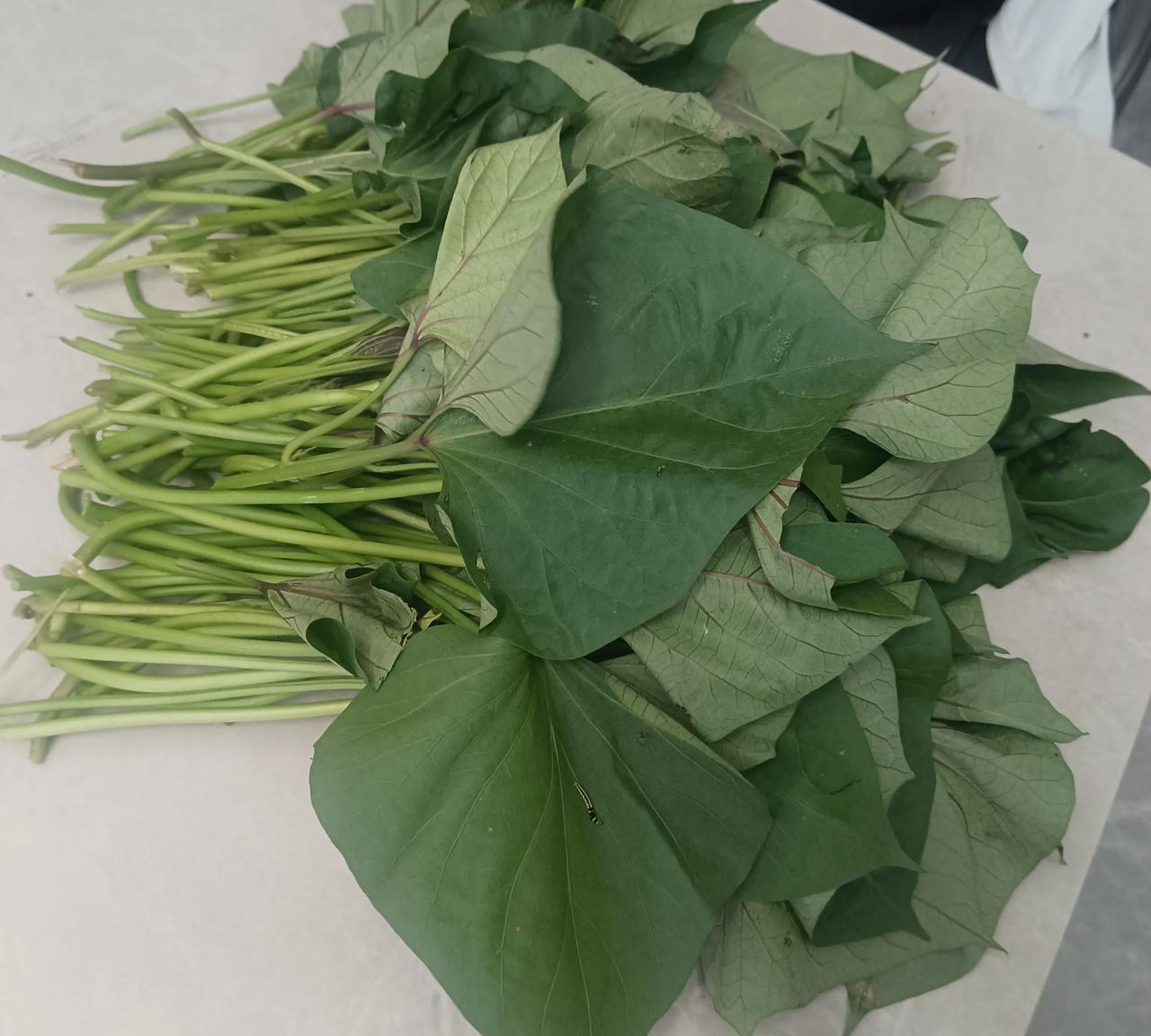 这玩意儿除了炒吃，还能有啥做法？朋友给我送来一些红薯叶，我把它用蒜瓣炒了炒，儿子