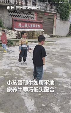 “真通人性啊！”贵州，一小孩牵着牛准备回家时，突然被一位男孩拦了下来，他想爬到牛