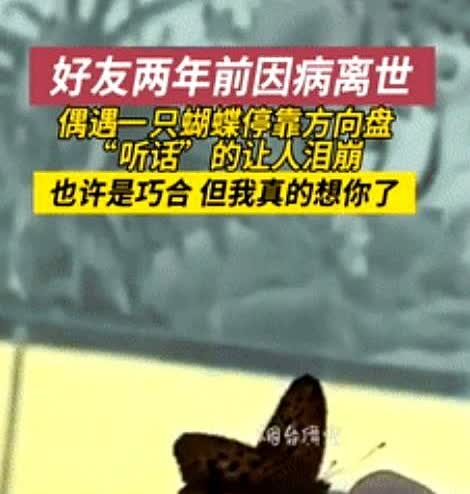 “泪目了！”辽宁，战友2年前就已病逝，就在3天前，男子偶遇一只蝴蝶，他抱着试试看