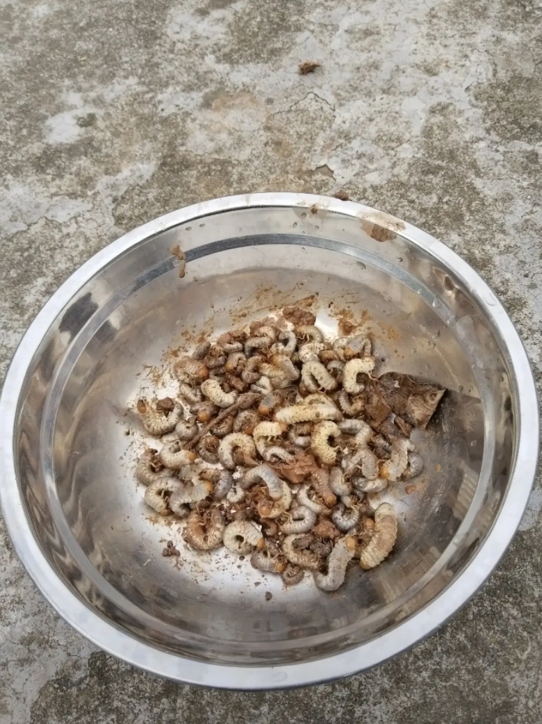 扯花生扯出来的，吃了我好多花生，我不杀生，让几只鸡解决它们