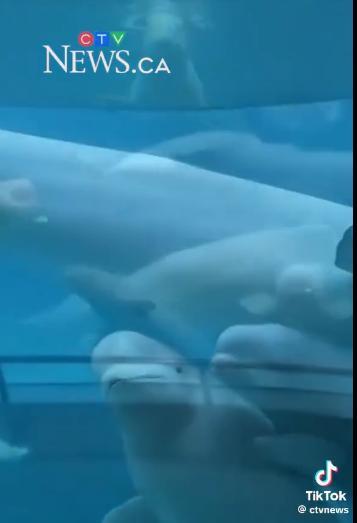 你万万没想到，这么可爱的白鲸居然会面临“宁死不卖”的绝境！？这是刚刚看到的一个新