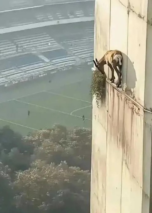 为了那一坨草，这是拿命换啊