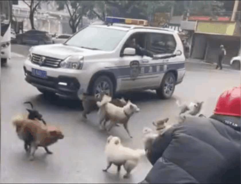 流浪狗群横冲直撞且有领地意识，进入其范围可能被攻击！
处理好流浪狗问题，应该是城