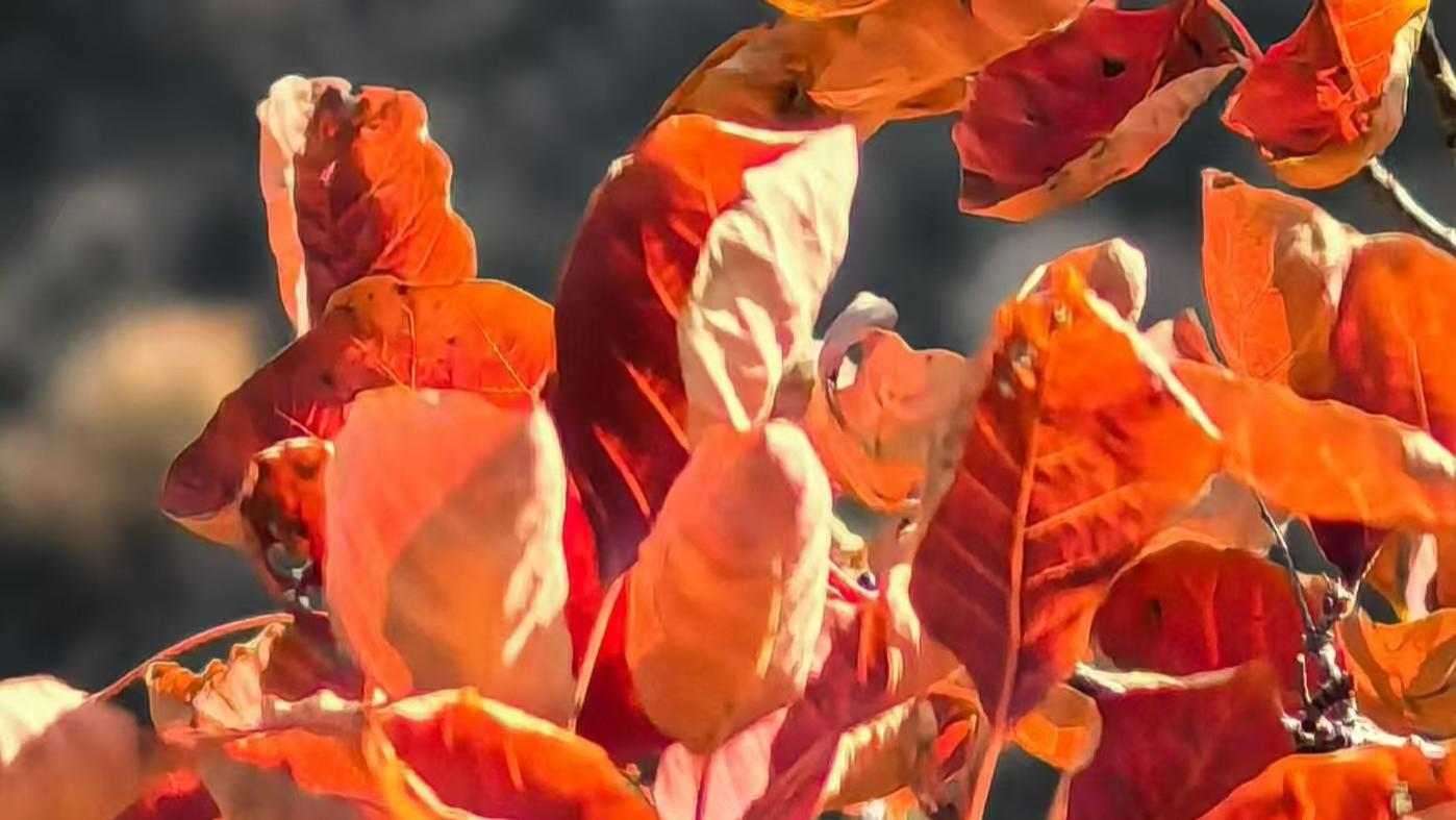 亚锋原创丨咏树（诗歌）