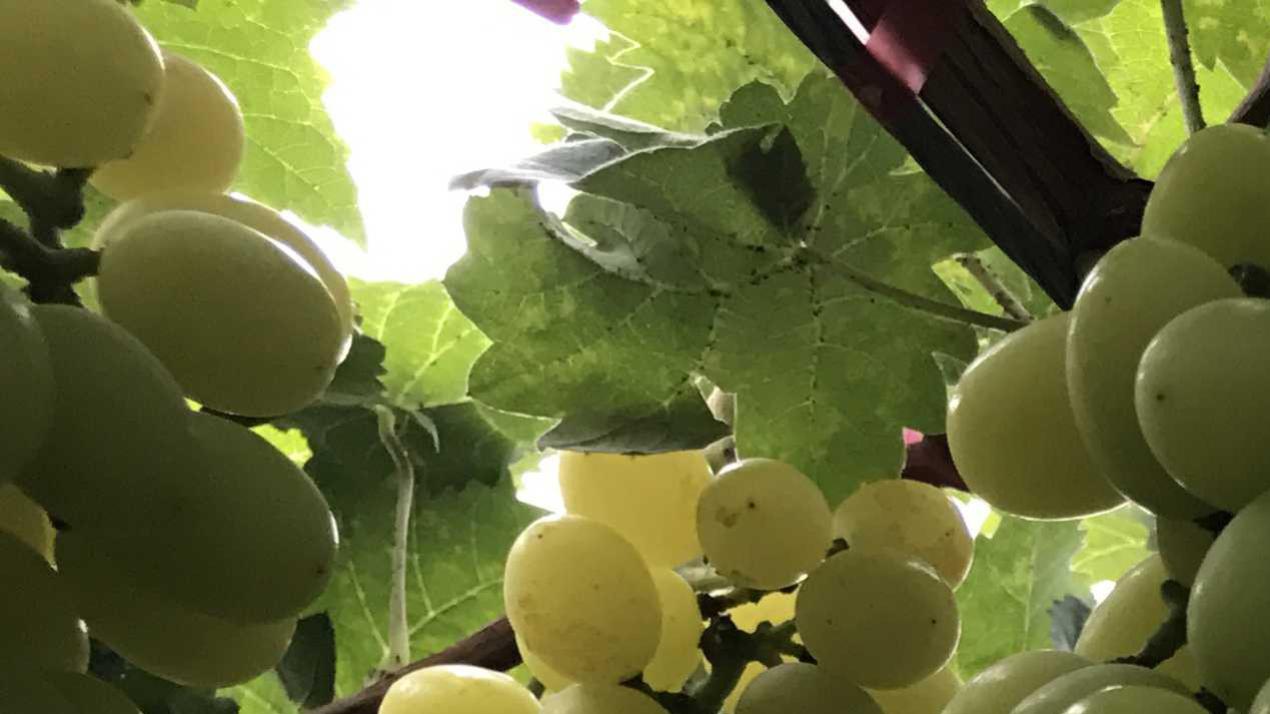 十五天光照调控方案，暗藏玄机，阴坡光照不足，油菜光照优化技巧 (2)