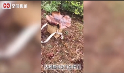 活久见！”5月26日，云南保山，一小伙冒雨上山捡蘑菇，没想到竟然发现了一株8斤多