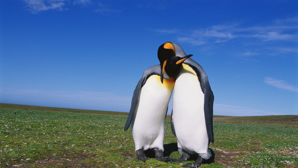 别再被洗脑了！1500种动物“搞同性”，大自然根本不在乎性别