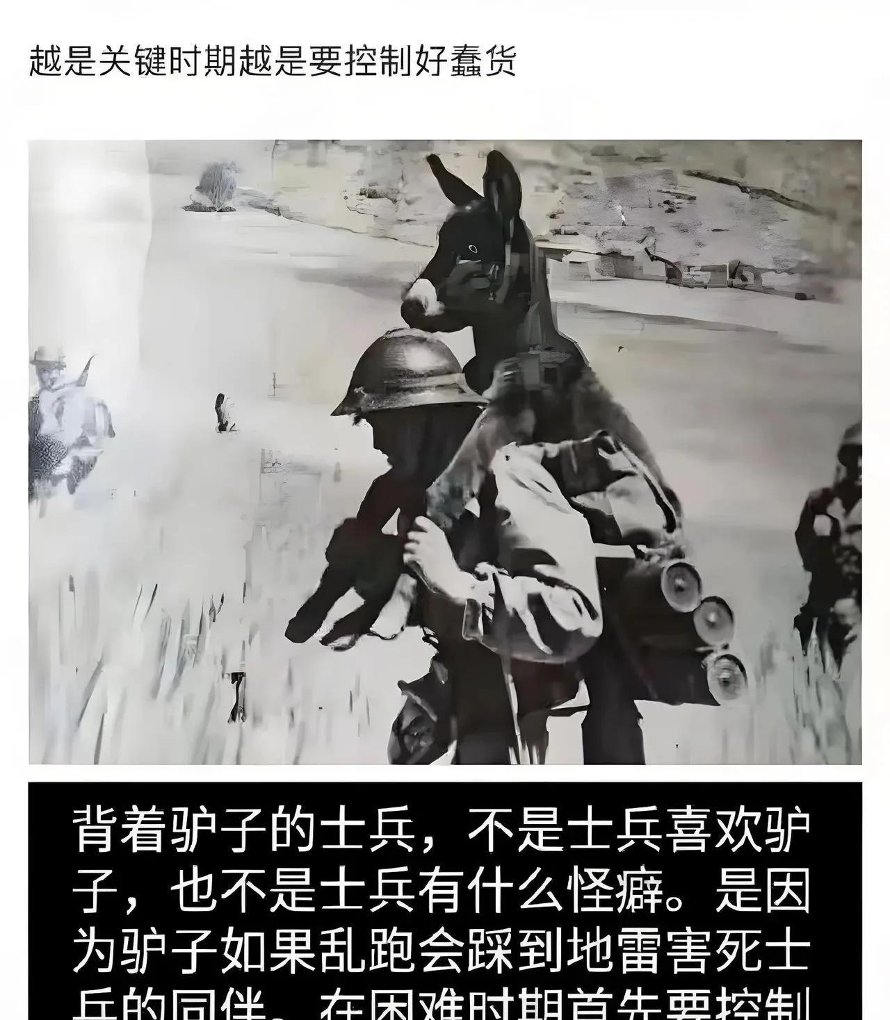 驴子感到被冒犯了[呲牙]