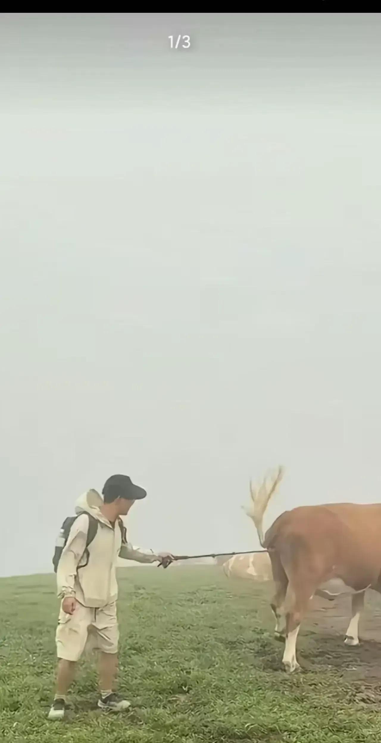 “不作死就不会死”！游客给牛喂牛肉干还拿棍子挑逗，被牛群追着踩时哭着喊景区没管好