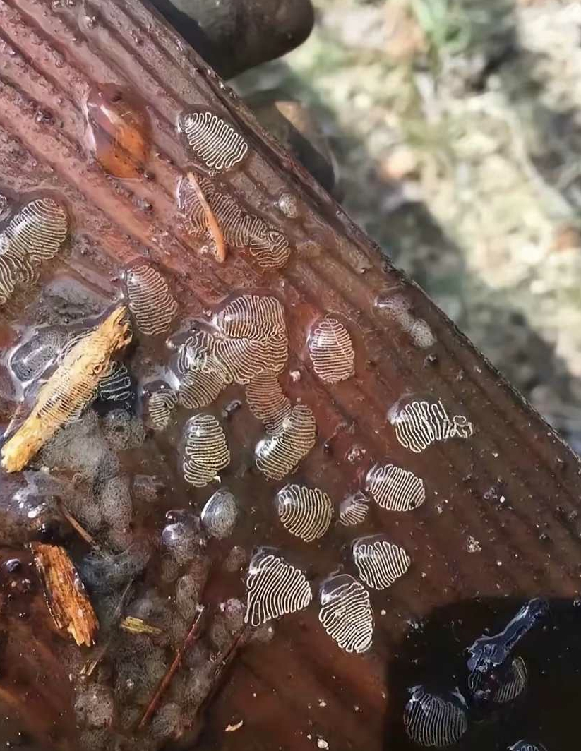 小溪边发现了一堆奇怪的卵状东西。