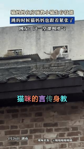 言传身教的重点是示范，这是动物的教育的本能，而我们好多人似乎已经忘记了！
这种事
