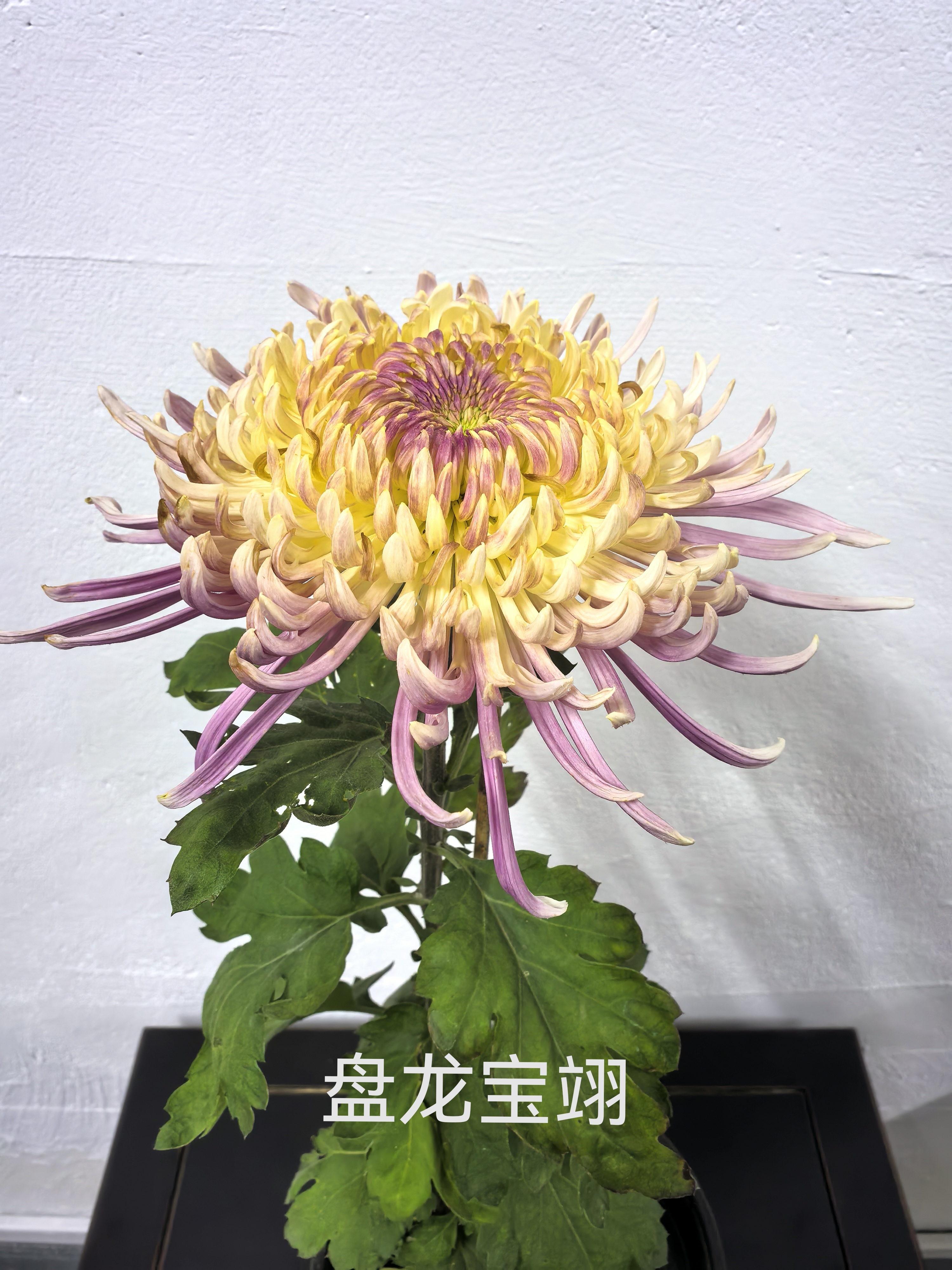 基地现有盘龙菊花品种图片