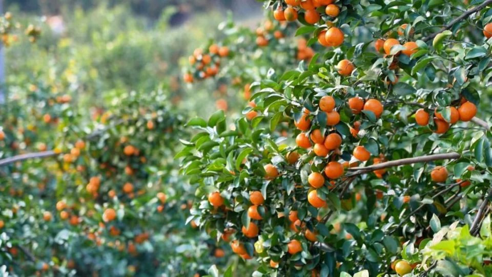 冬日有“桔”超甜！浸潭砂糖桔开摘了
