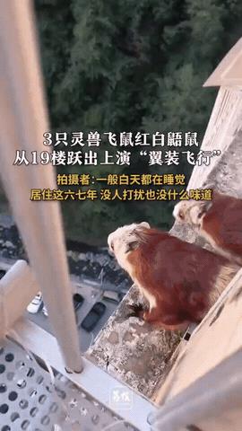 解释不清了！9月1日，陕西安康，男子在阳台，偶然瞥见窗外有三只红色的老鼠，他还没