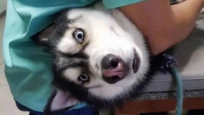 养公狗成年后，如果不那个，会憋坏难受导致抑郁吗？