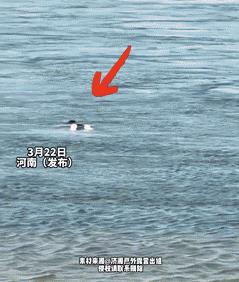 “看哭了！”女孩不慎掉入黄河，路人大叔冒死下水救人！妻子哭着训斥：多危险啊？不料