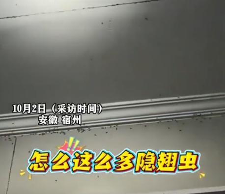 “防不胜防！”2025年10月，安徽宿州，一女子32楼的家中隐翅虫泛滥成灾，为了