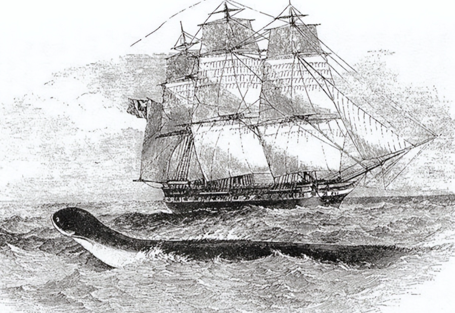 1851年，美国一艘捕鲸船，在南太平洋斩杀了一条30米长的蛇形巨兽，船长割下其头